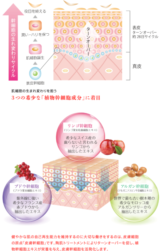 DNA 植物幹細胞について